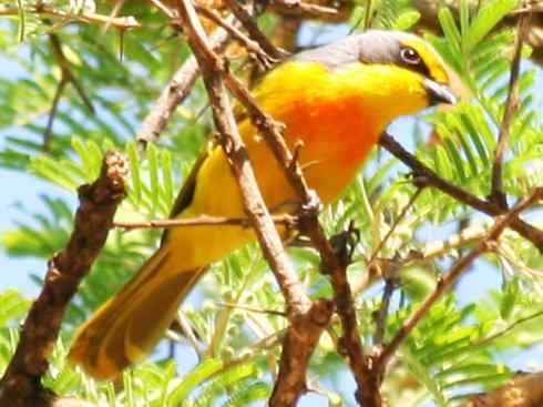 美丽无罪：雀鸟之丛伯劳