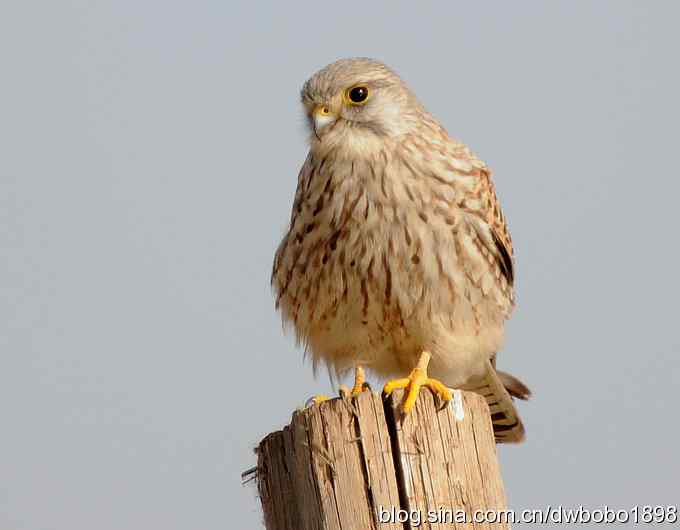 落地大鵟让偶急