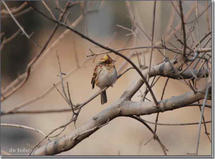 辞旧岁 wbr黄喉鹀添彩儿