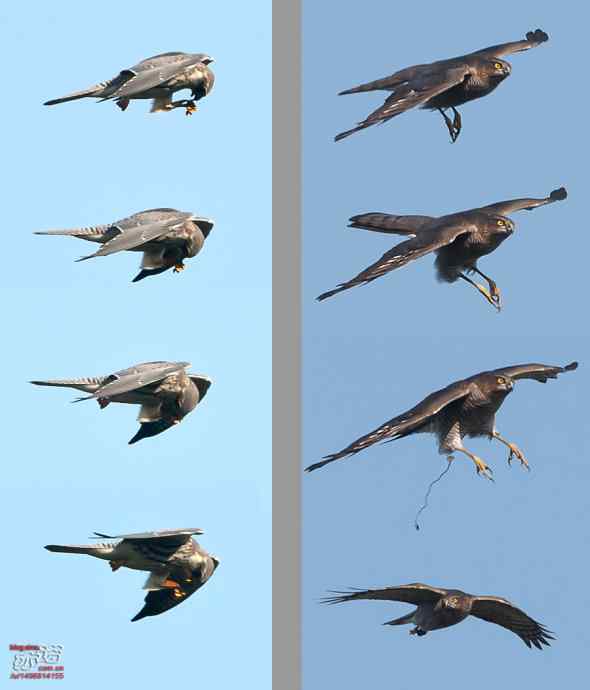 北京西山&nbsp;wbr路&nbsp;wbr金秋观猛