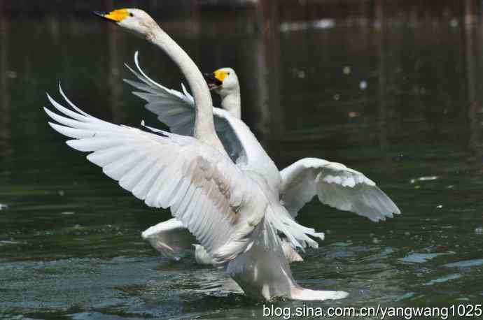 舞（天鹅之舞）