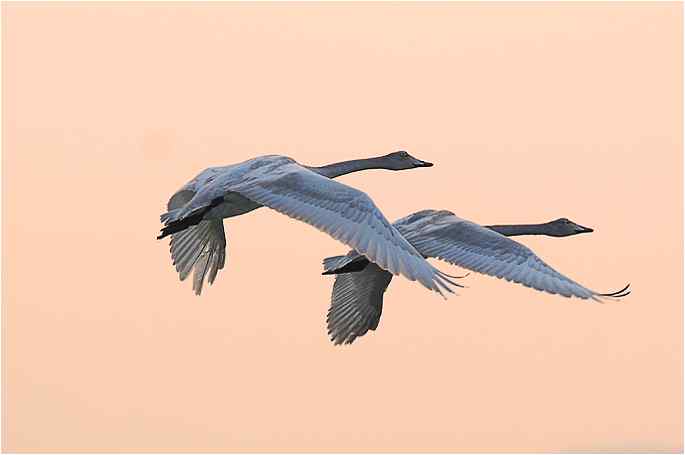 新年&nbsp;·&nbsp;在烟墩角与天鹅亲密对话（飞翔20图）