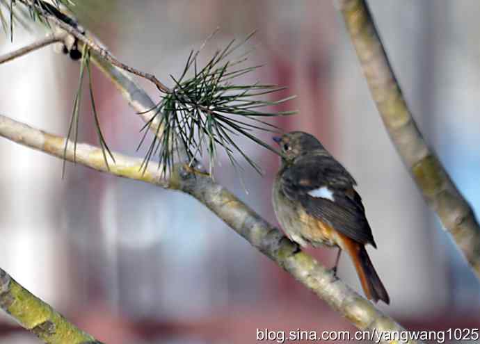 第一场春雨之后 wbr1