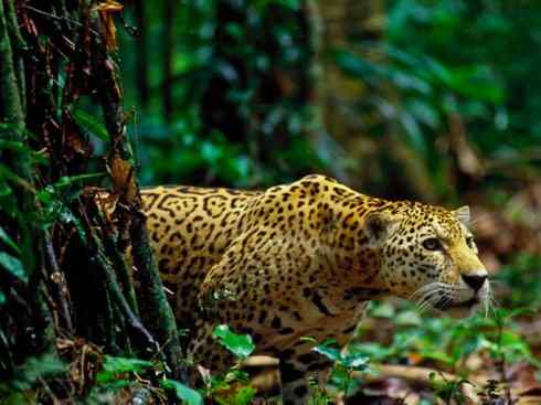 白虎：传说的兽原型探秘（美洲虎）