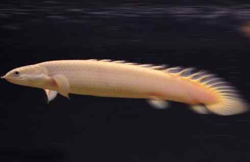 鱼类活化石:多鳍鱼 鱼类活化石:多鳍鱼