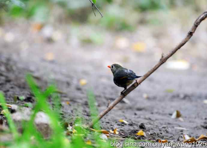 又遇相思鸟（1）