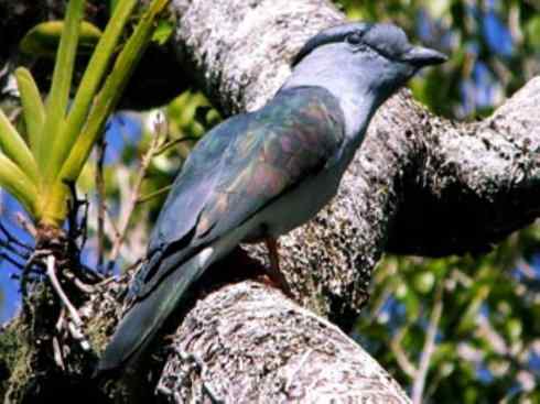 绝色攀禽：佛法僧目