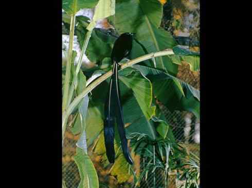 美丽无罪：雀鸟之极乐鸟