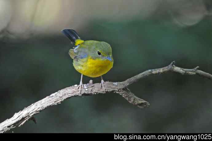 雄性绿背姬鶲（1）