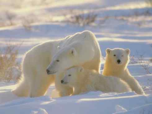 十大喜食蜂蜜动物：黑熊