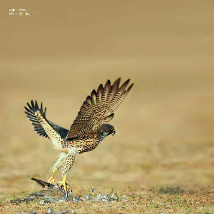 游隼猎食起飞的一瞬