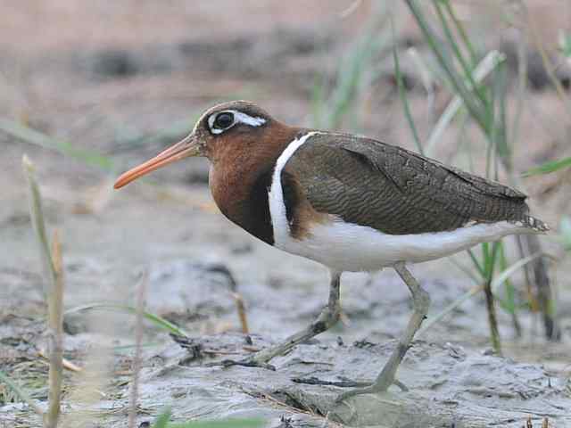 衡水湖印象(彩鹬及其它)