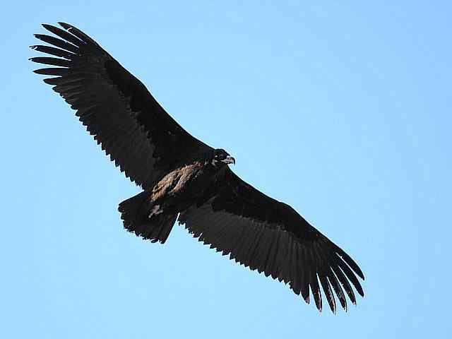 峡谷中 wbr. wbr沐浴阳光的秃鹫