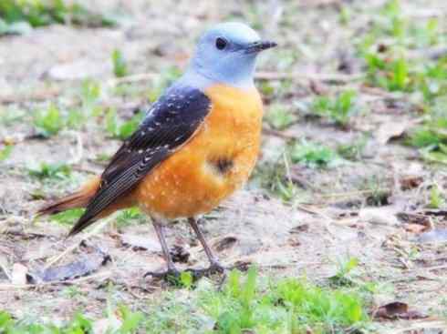 美丽无罪:雀鸟之矶鸫 美丽无罪:雀鸟之矶鸫