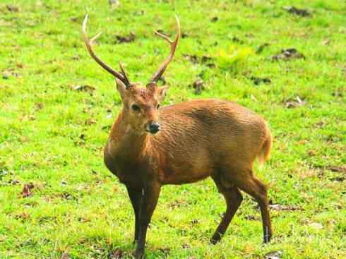 麒麟：传说的兽原型探秘（麋鹿）