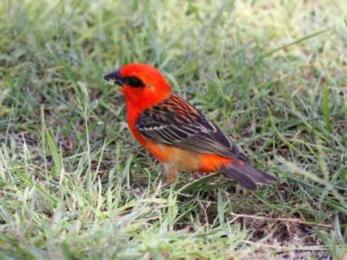 极品红色鸟类:红艳织雀 极品红色鸟类:红艳织雀