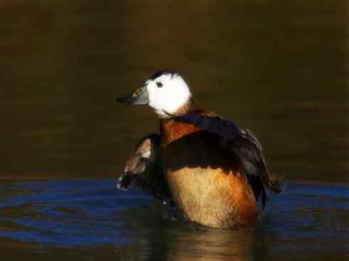 白头鸟系列：另类的美丽（白头硬尾鸭）