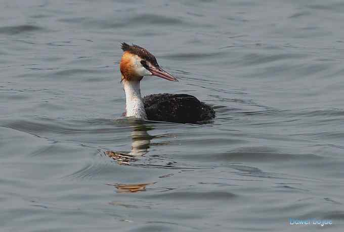 颐和园的凤头 颐和园的凤头