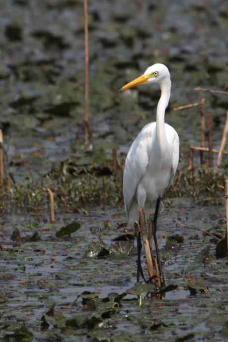 摄鸟拾趣（二十） wbr白鹭（一）