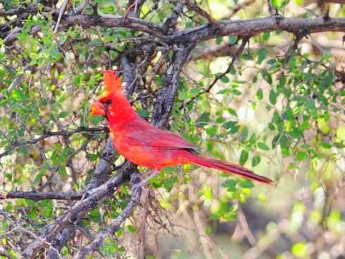 极品红色鸟类：红衣主教鸟