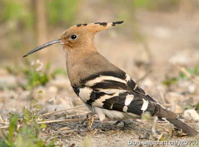 华阴戴胜弄风姿(组图) 华阴戴胜弄风姿(组图)