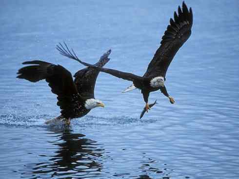 白头鸟系列：另类的美丽（白头海雕）