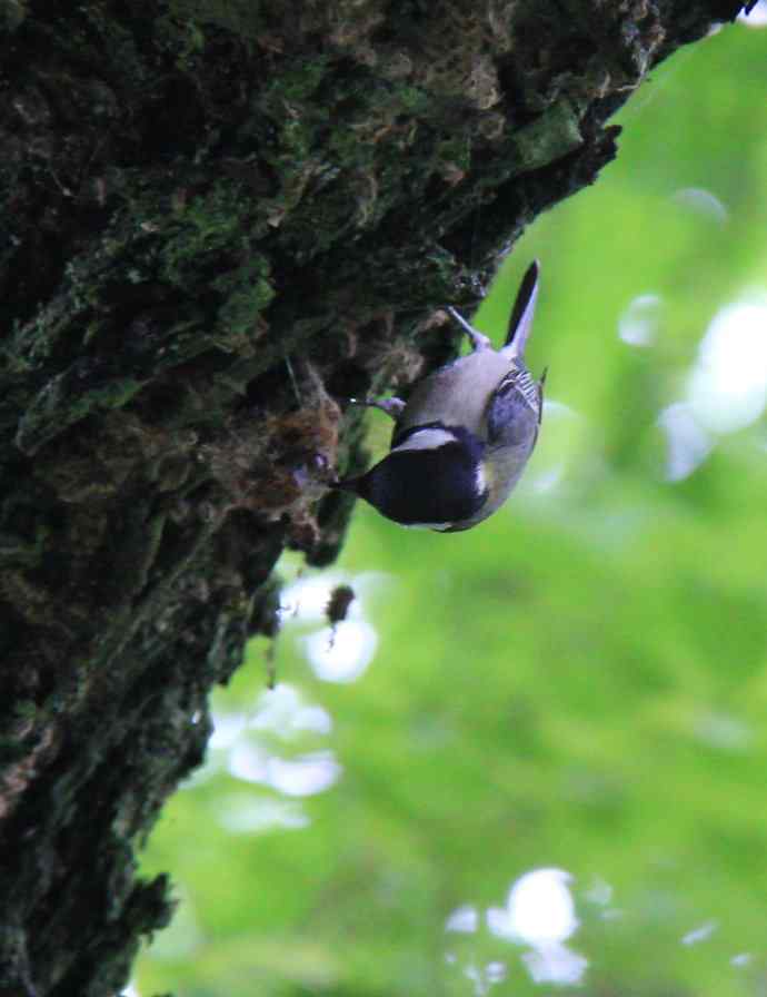187.浙江缙云仙都农家乐（-）朱潭山鸟图