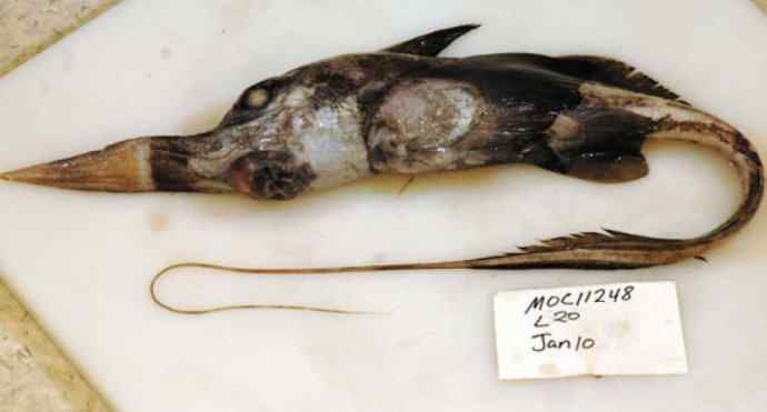 鱼类活化石：长吻银鲛