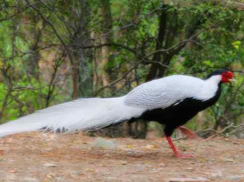 家禽驯化之源之八