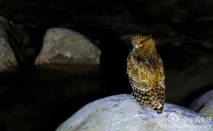 捕鱼为生的黄脚渔鸮