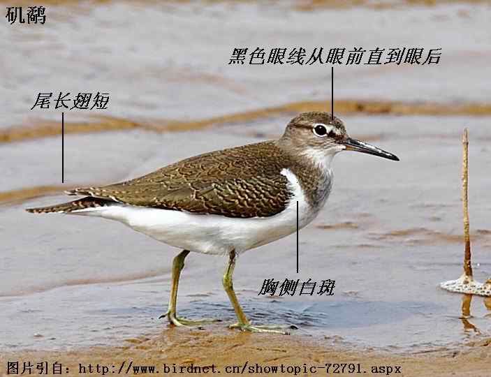 矶鹬和白腰草鹬的区别