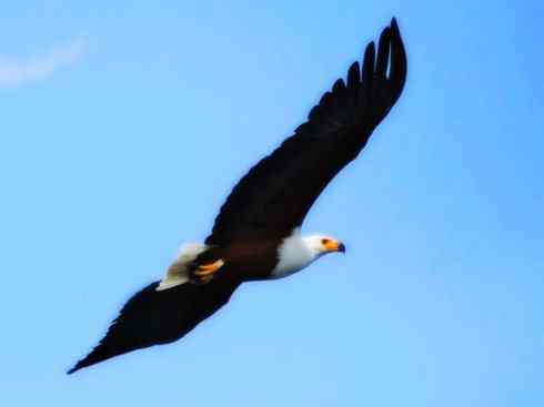 白头鸟系列：另类的美丽（吼海雕）