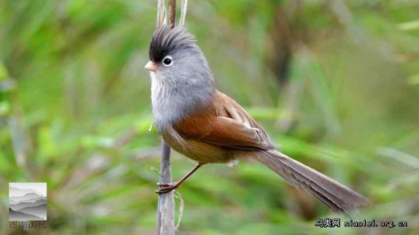 暗色鸦雀 512地震的纪念