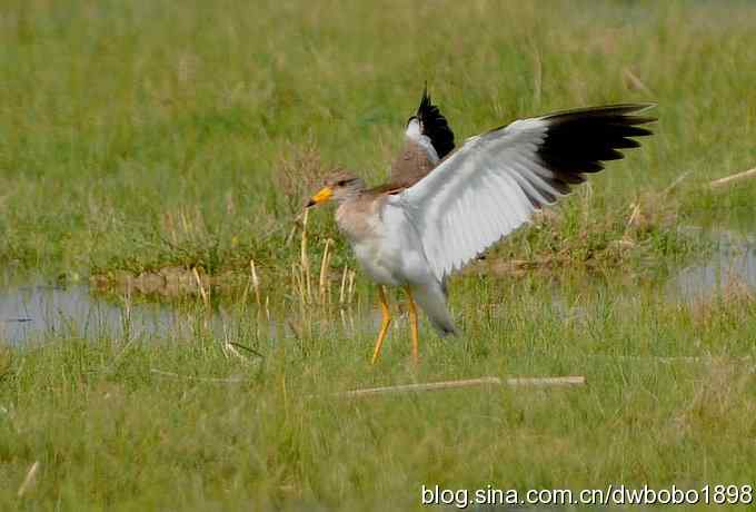 鸬鹚红腿儿和麦鸡鈥斺斈诿晒勰裥校ㄋ模