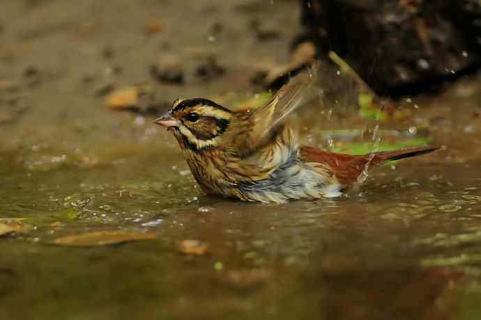 金汤沐浴.天坛白眉鹀