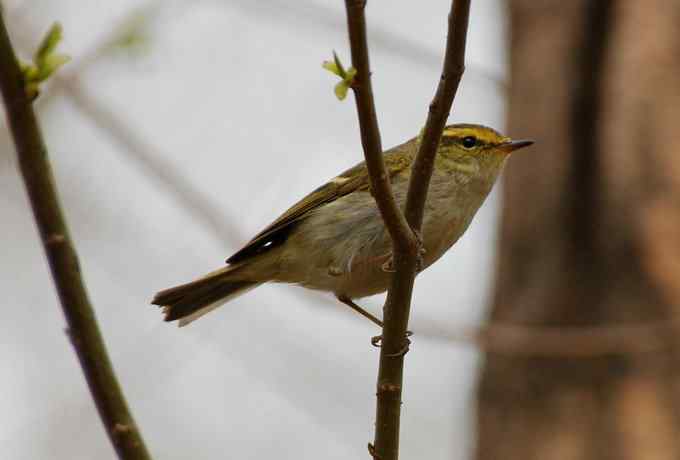 莲花池四月的花鸟