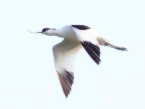 猎奇：奇特的鸟喙之五（鹬科之反嘴鹬、翘嘴鹬、阔嘴鹬）