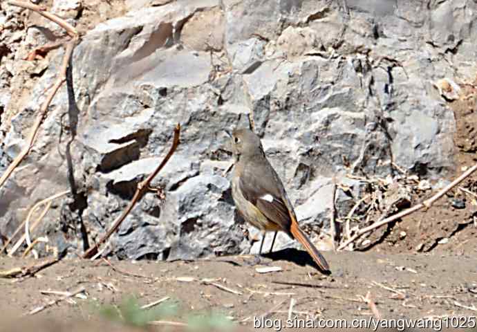 自然和谐的日坛公园（北红尾鸲）