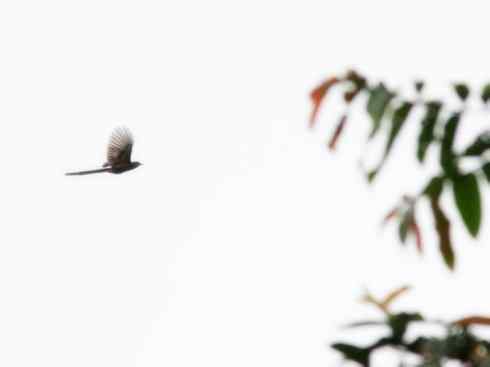 猎奇：长尾鸟雀之五