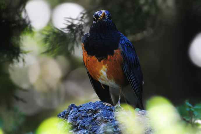 【新鸟】黑胸鸫和乌灰鸫 【新鸟】黑胸鸫和乌灰鸫