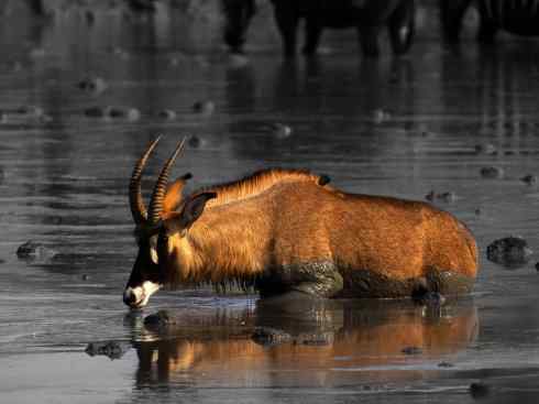 麒麟：传说的兽原型探秘（马羚）