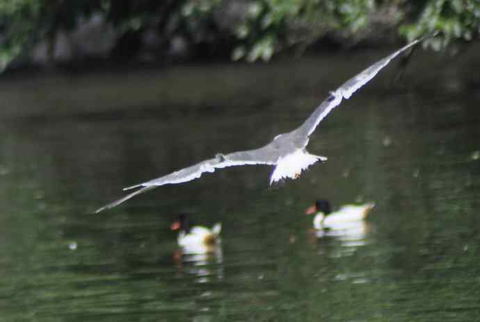 海鸥与打架的鸿雁
