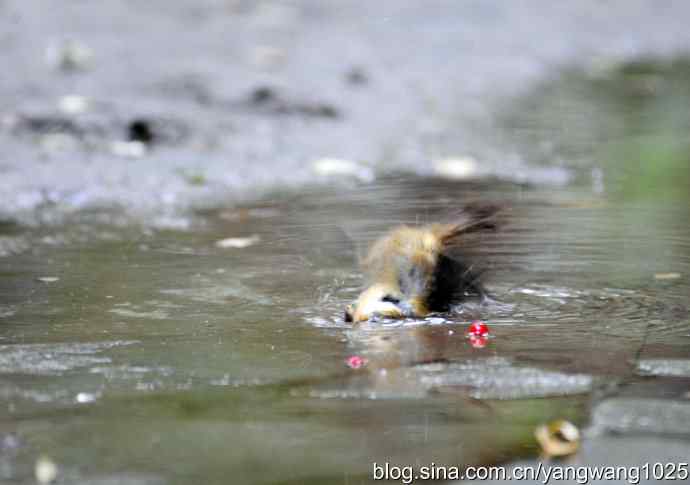 洗浴中的褐柳莺