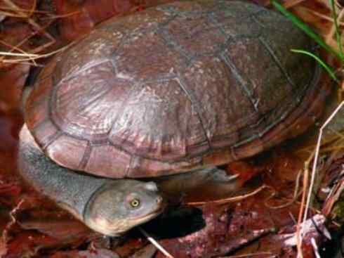 玄武：传说的兽原型探秘（澳洲长颈龟）