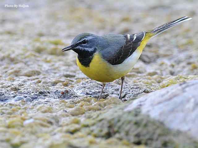 房山十渡(灰鹡鸰) 房山十渡(灰鹡鸰)
