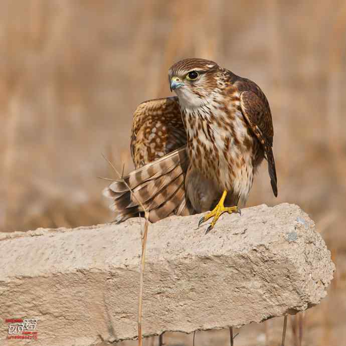 自我陶醉的灰背隼