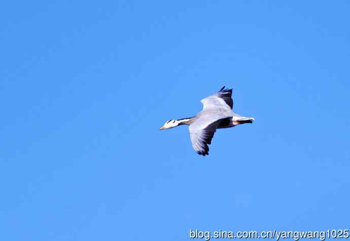 斑头雁（抓拍）10