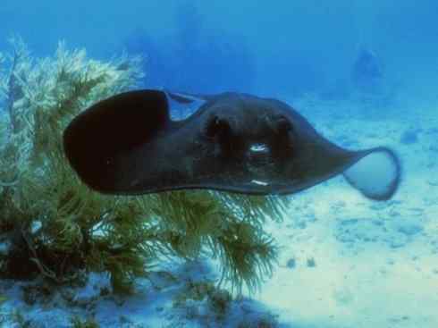 自然奇观：动物大迁徙(鲼)