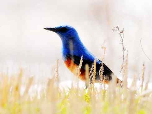 美丽无罪:雀鸟之矶鸫 美丽无罪:雀鸟之矶鸫