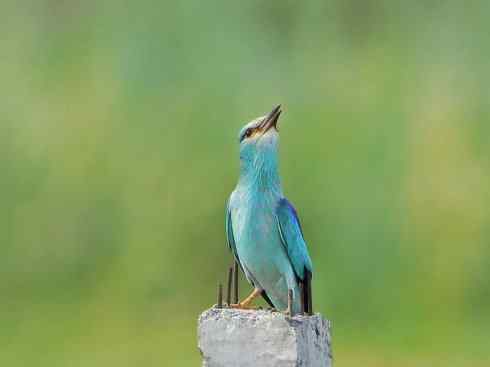 绝色攀禽：佛法僧目之佛法僧